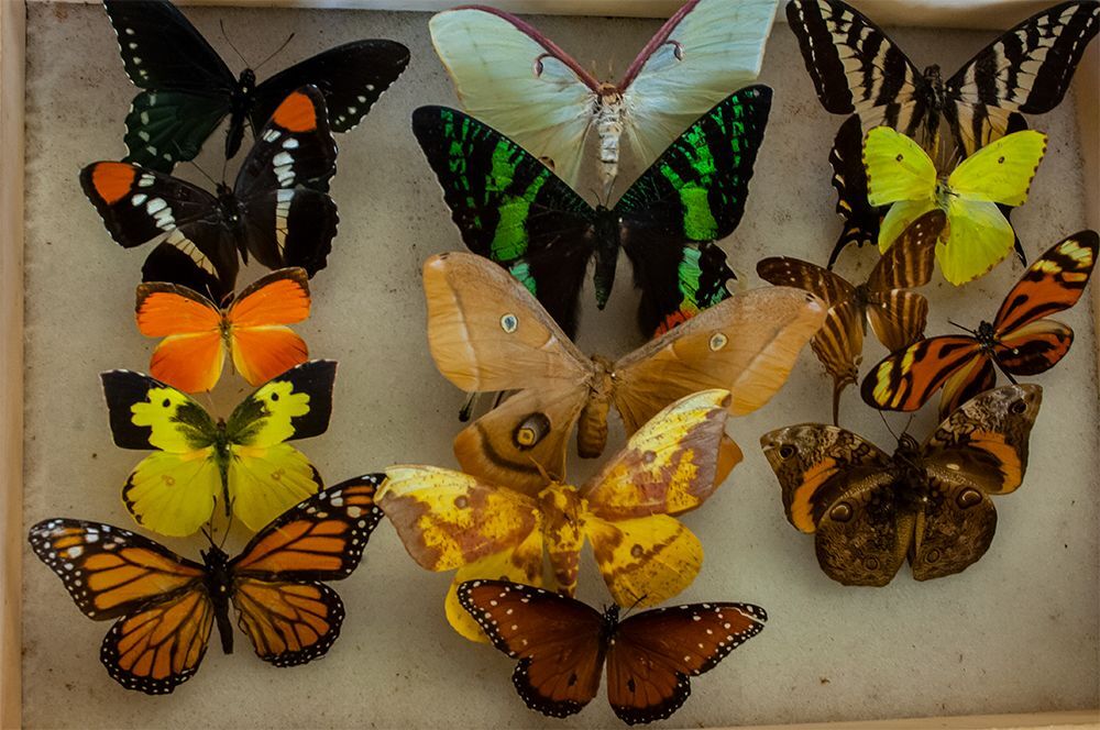 The butterfly man